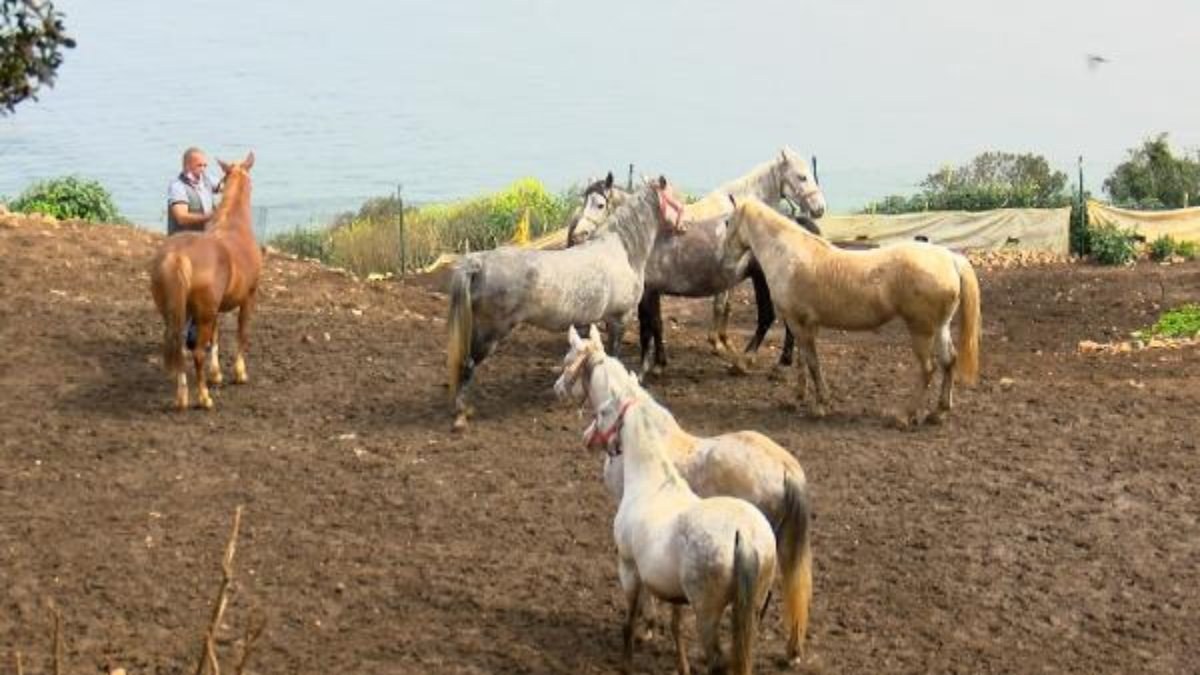 Hatay’daki atlara çiftlikte bakılamayınca kayıp ihbarı yapıldı