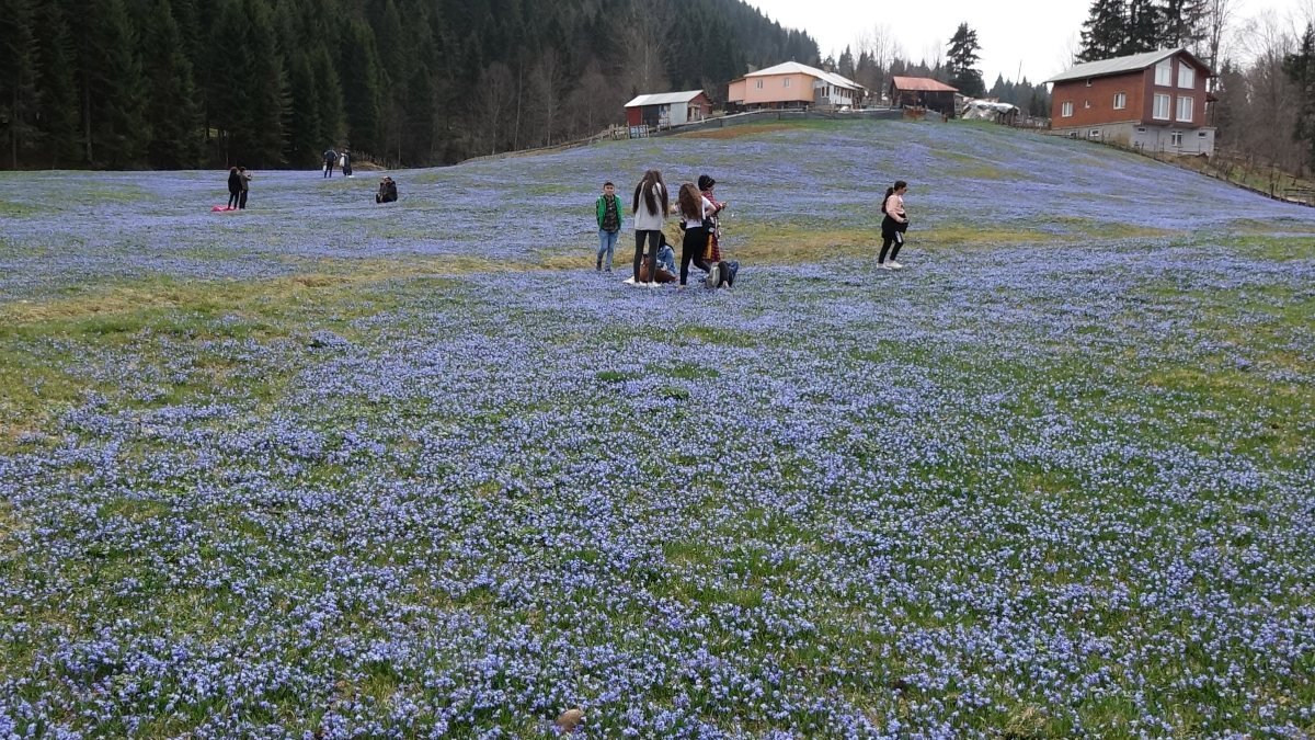 Trabzon'daki Kadıralak Yaylası'nda çiçekler açtı