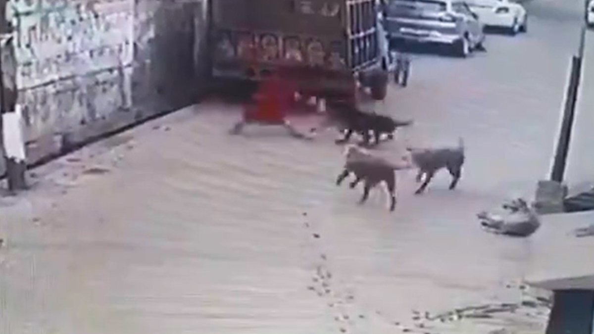 Hindistan'da sokak köpekleri küçük kıza saldırdı