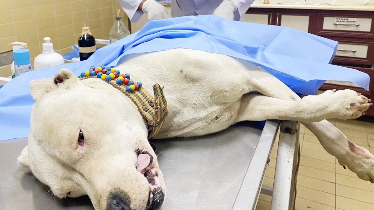 Iğdır’da pitbull cinsi köpeği bıçaklayıp sahibini dövdüler