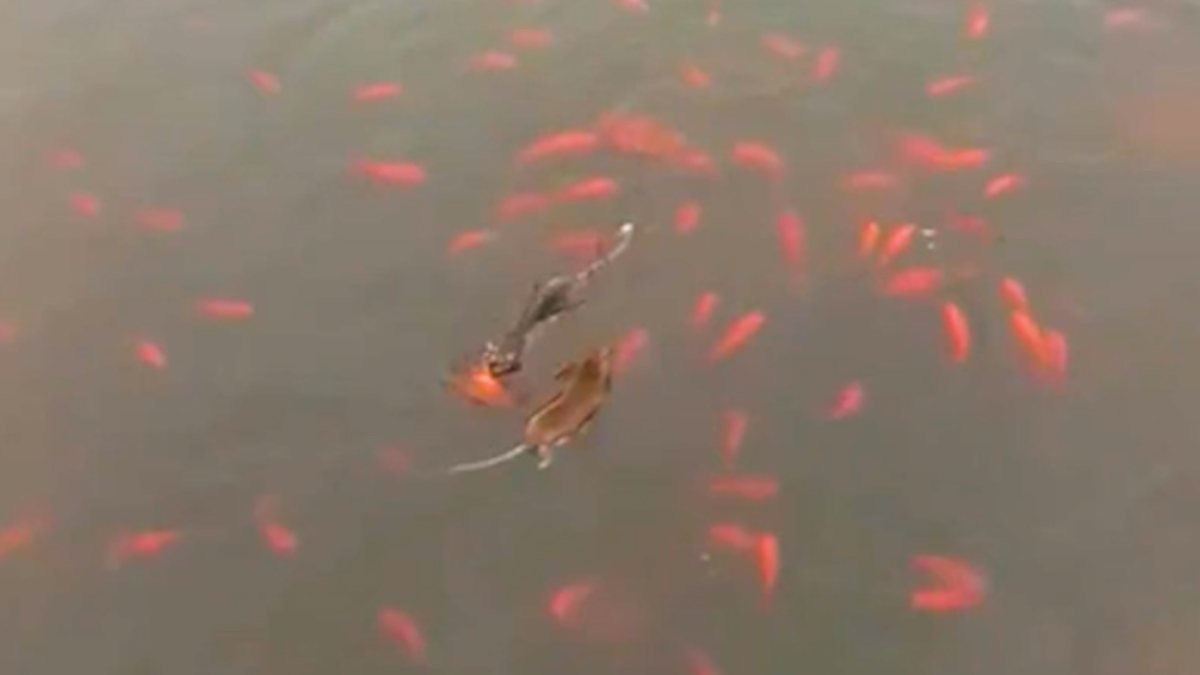 Çin'de göldeki balıkları avlayan fareler
