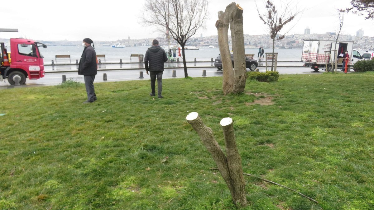 İstanbul'da ağaç kesen şüphelilere 200 adet fidan dikme cezası