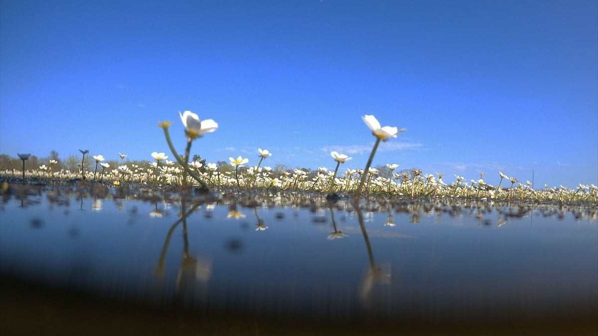 Kızılırmak Deltası'nda suda açan çiçekler ilgi çekiyor
