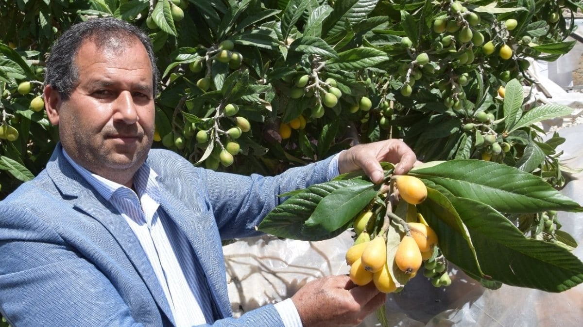 Antalya'da Malta eriği hasadı siparişlere yetişemiyor