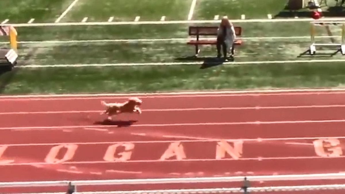 ABD'de tribünden atlayan köpek yarışmayı birinci bitirdi