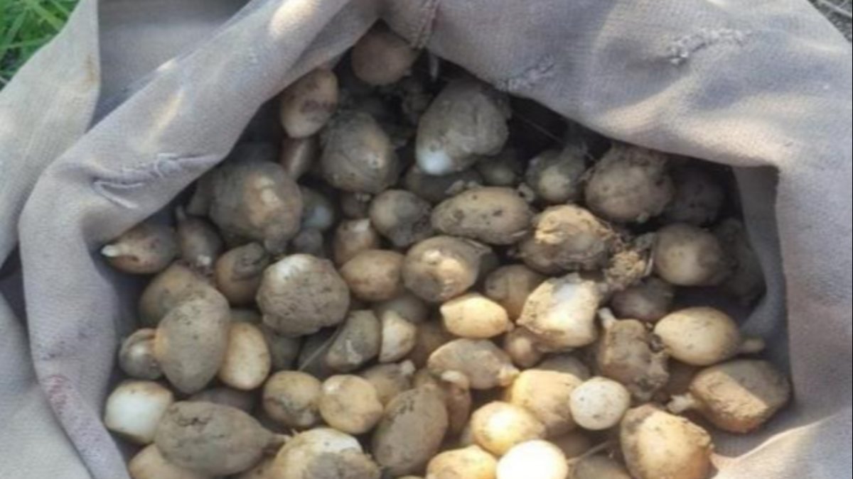 Zonguldak'ta yasaklı salep soğanı toplayan 3 kişiye ceza