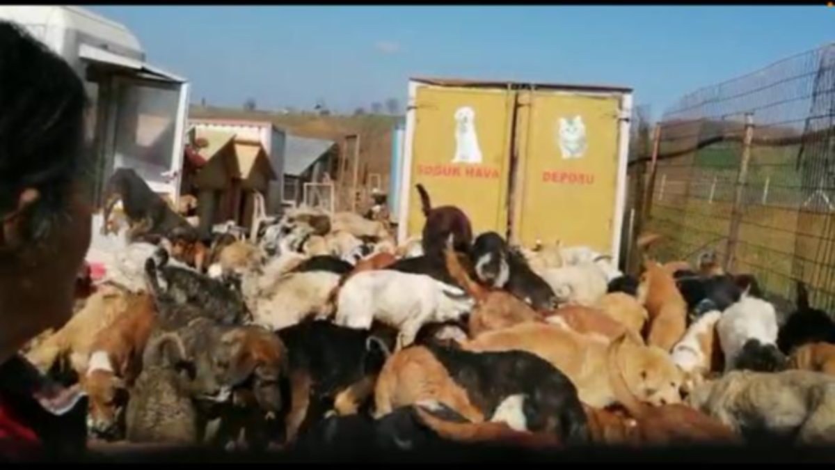 Kocaeli'de 250 köpeğin bulunduğu ruhsatsız barınak mühürlendi