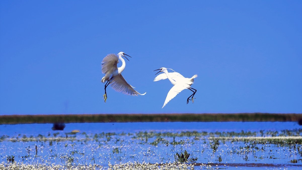 Kızılırmak Deltası, ilkbaharın gelişiyle göçmen kuşlarla süslendi