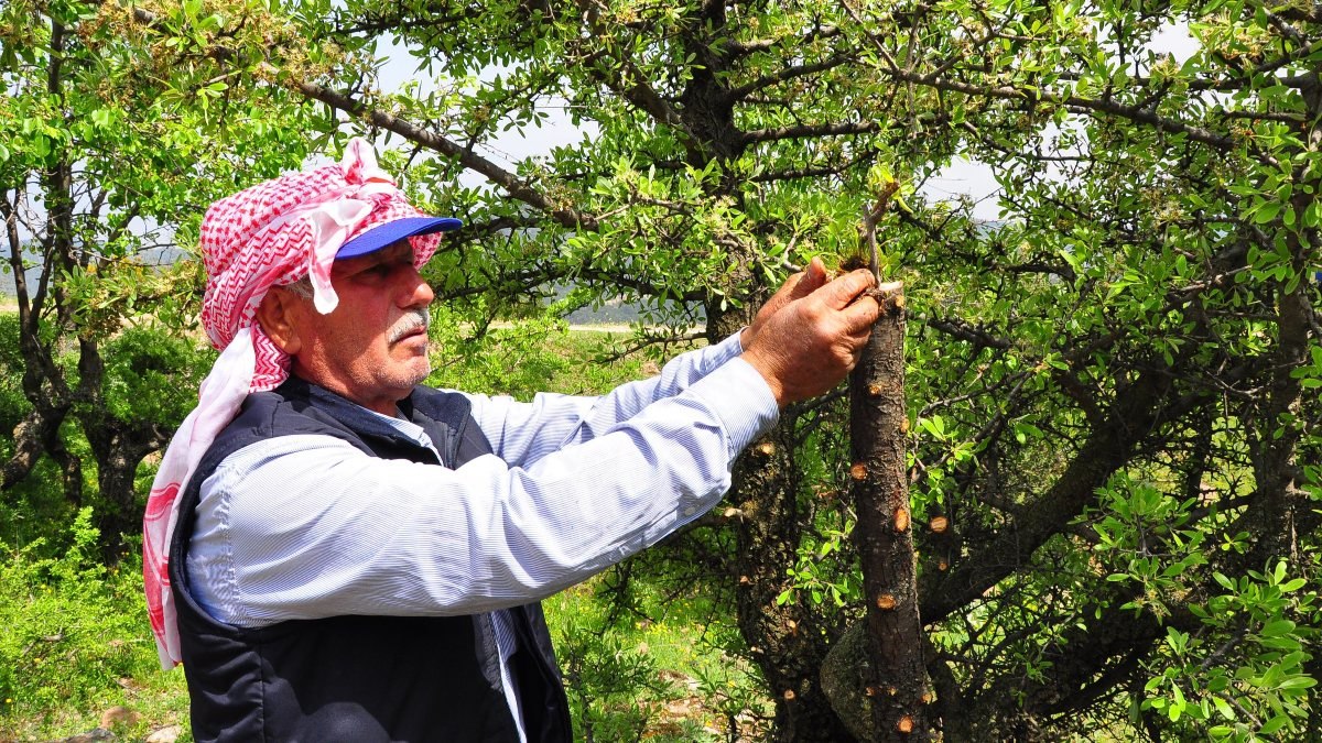 Manisa'da kuşlar aç kalmasın diye dağ tepe dolaşıyor