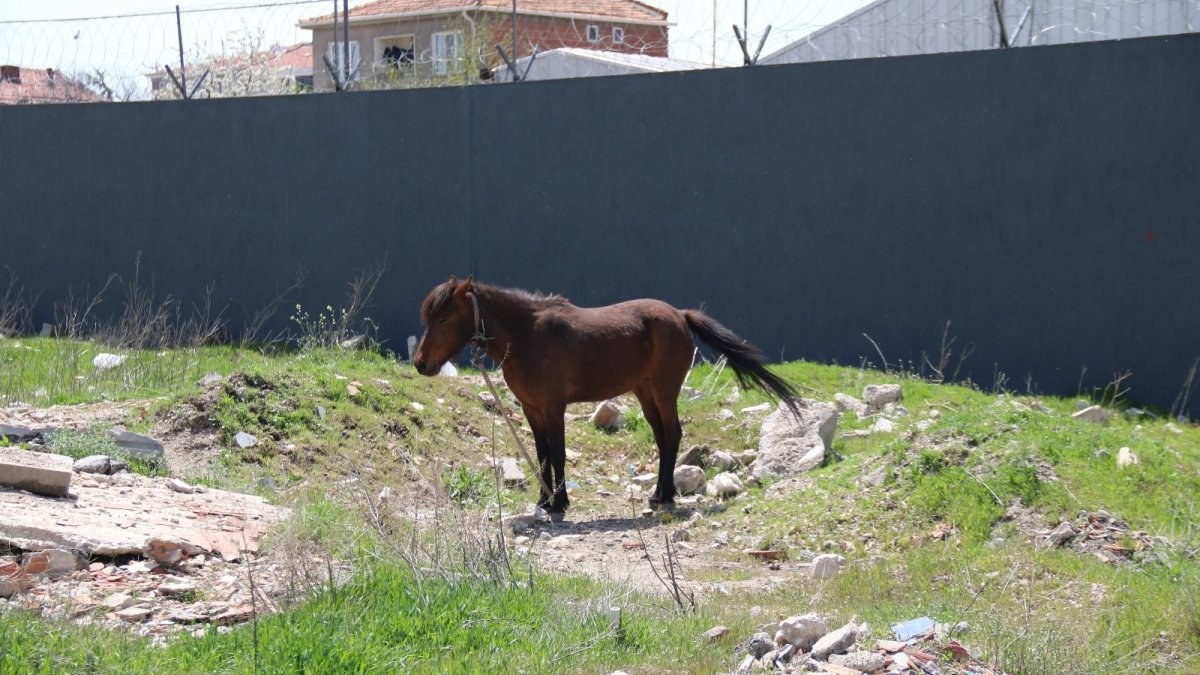 Eskişehir'de başıboş dolaşan atlar sürücülerin kabusu oldu