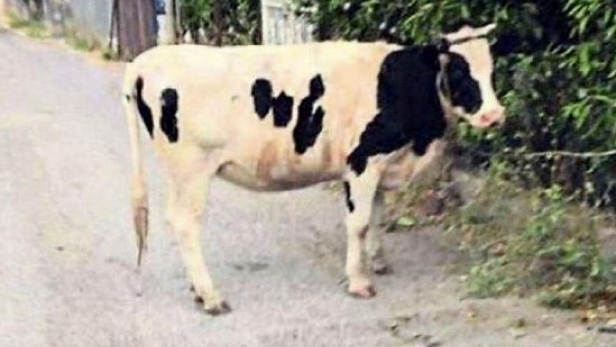 İzmir'de boşandığı eşi hakkında inek fotoğrafıyla dalga geçen kadına ceza