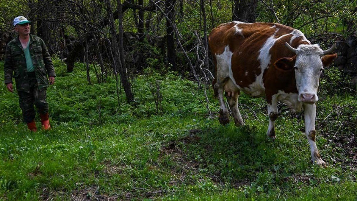 Kayserili besici 22 buzağı doğuran ineğine gözü gibi bakıyor