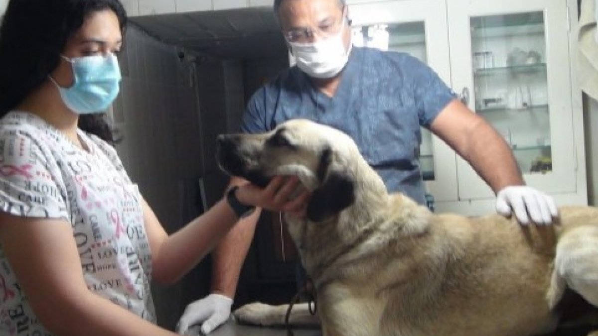 Antalya'da sokak köpeğine bıçaklı silahlı saldırı