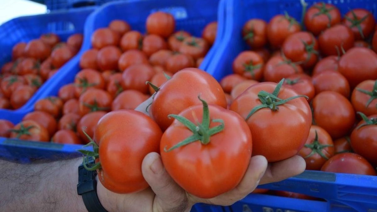 Nisanda fiyatı en fazla artan ürün domates oldu