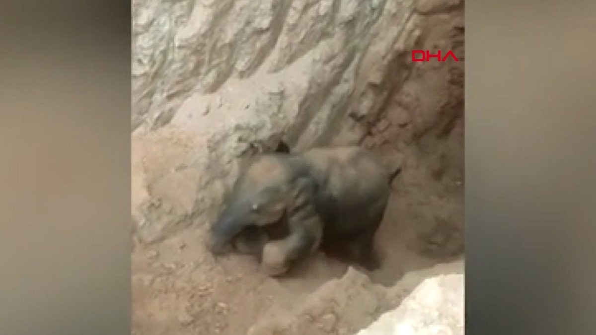 Hindistan'da, su kuyusuna düşen filin kurtarılma anları kamerada