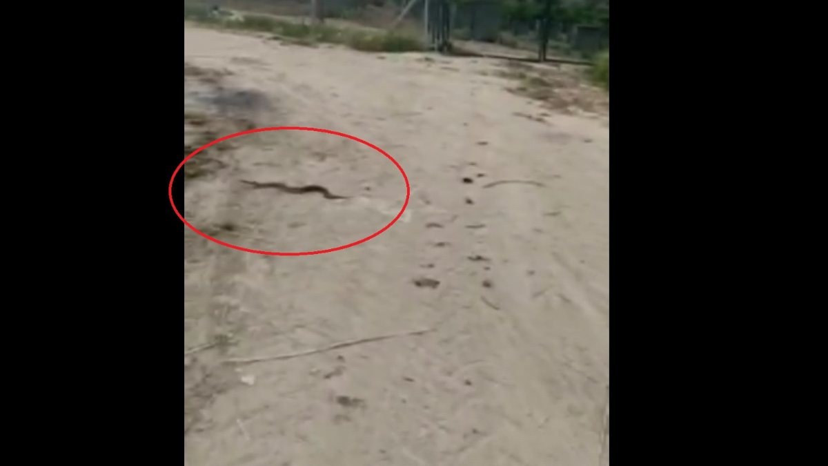 Mersin'de yılan saldırısına uğrayan bisikletli
