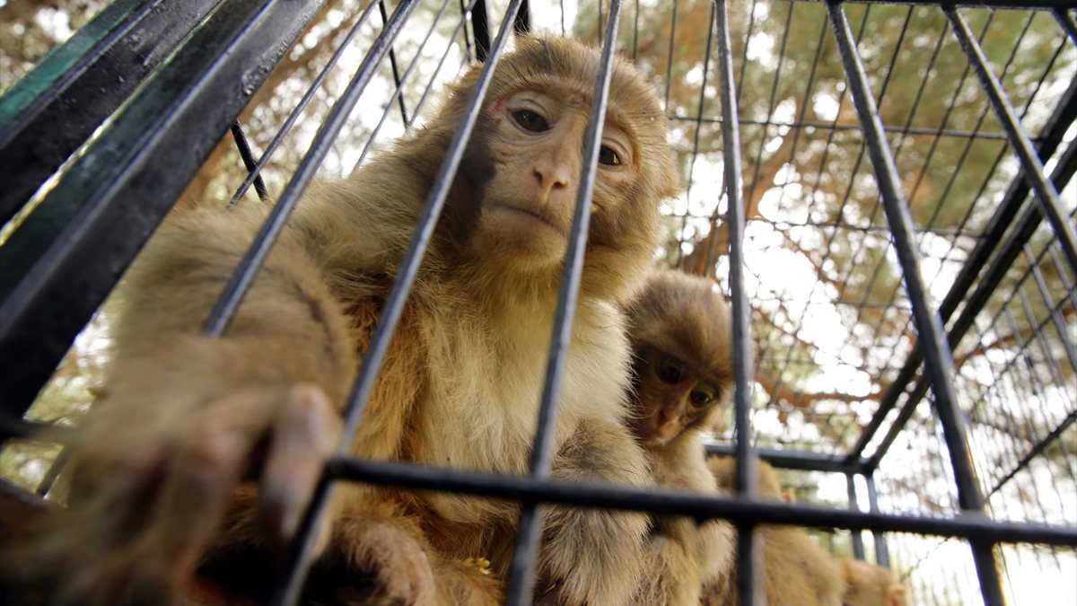 Yasa dışı yollar ile yurda sokulan hayvanlar, Gaziantep’te koruma altına alındı