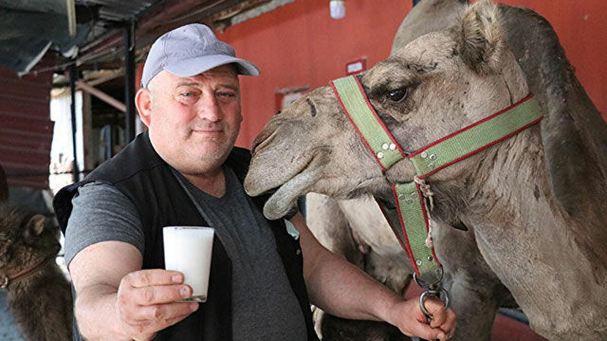 Denizli'de üretimi yapılan deve sütüne talep arttı