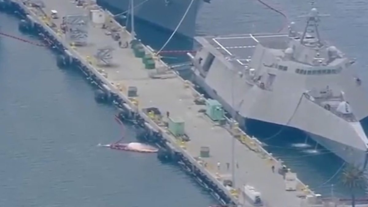 Avusturalya'daki savaş gemisinin gövdesinden 2 ölü balina çıktı