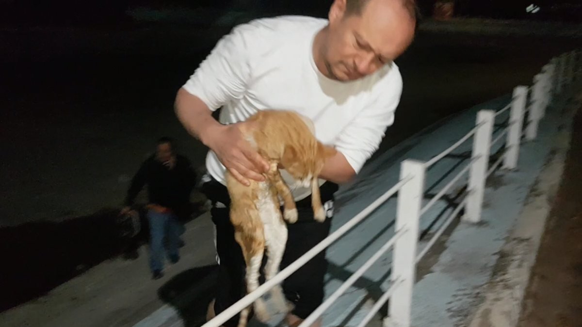 Bursa'daki gölete düşen kedi, hayvanseverler tarafından kurtarıldı