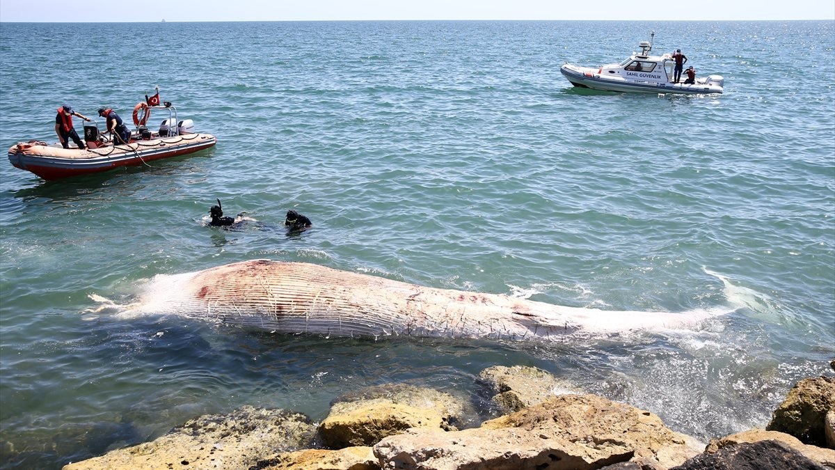Mersin sahiline 8 metrelik balina vurdu