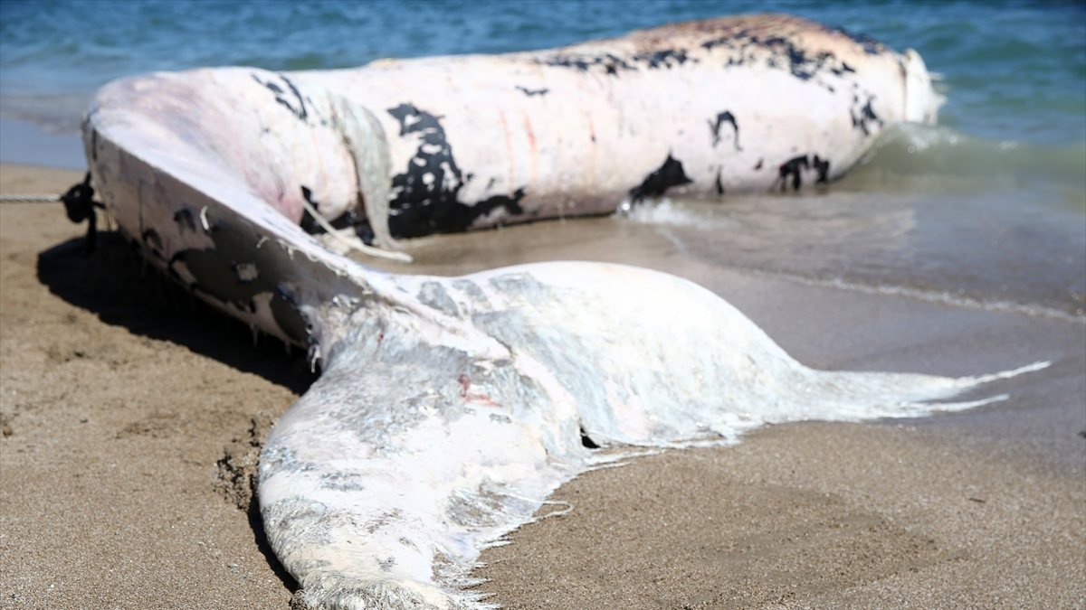 Mersin'de karaya vuran balinanın ölüm nedeni
