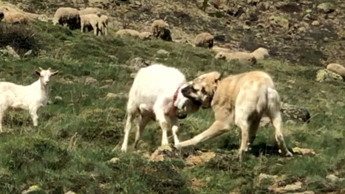 Gümüşhane'de çoban köpeğine kafa tutan keçi