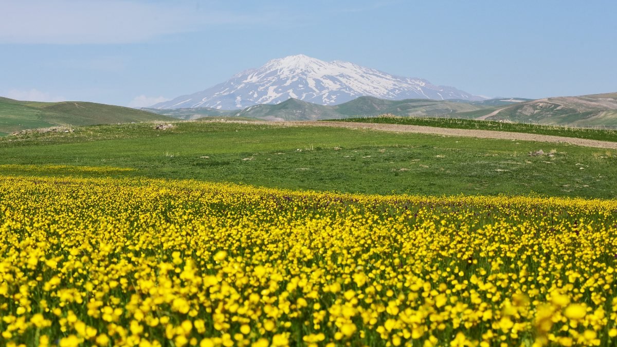 'Sakin Şehir' Ahlat, düğün çiçekleriyle renklendi