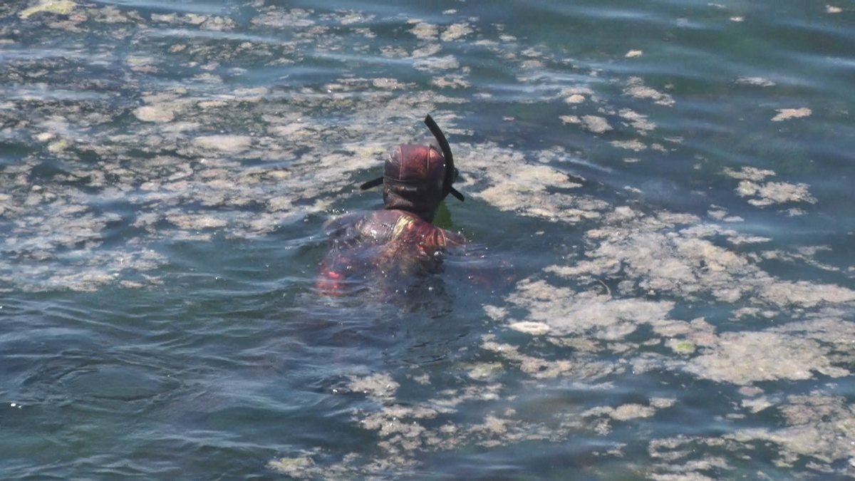 Marmara’yı deniz salyası kapladı