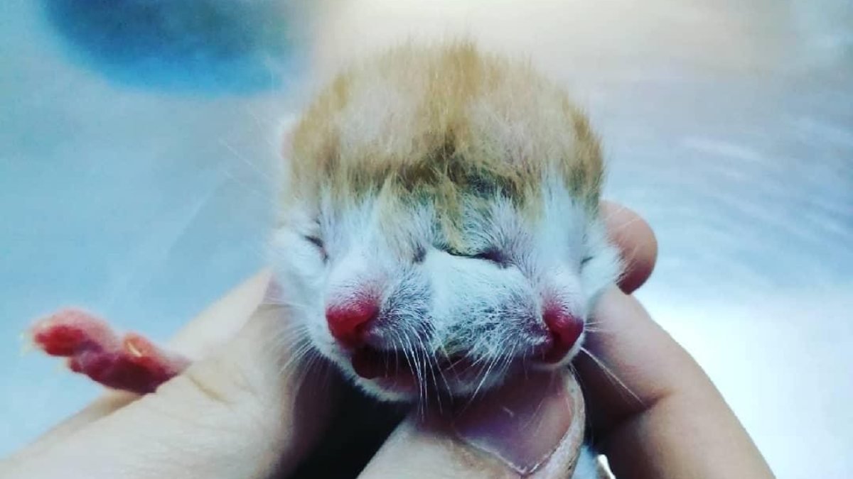 Muğla'da dünyaya gelen çift başlı kedi görenleri şaşkına çevirdi