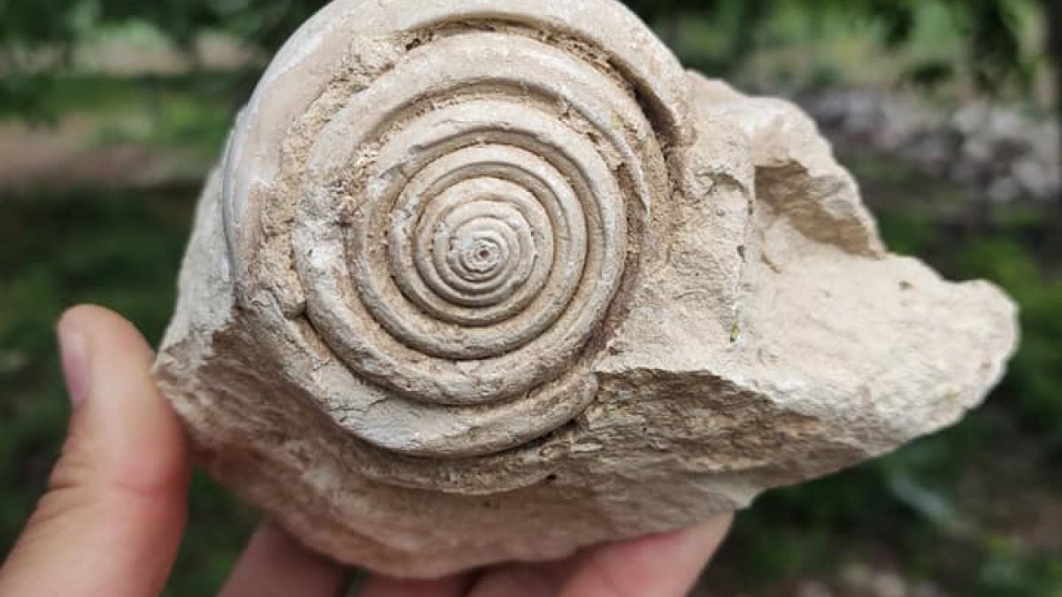 Mersin'de, 60 milyon yıl öncesine ait salyangoz fosili bulundu