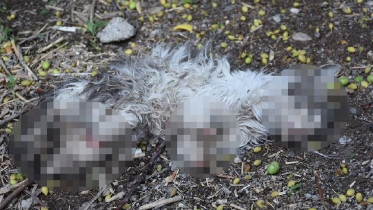 Sivas'ta bir hayvansever kayıp kedisini patileri ve kuyruğu kesik halde ölü buldu