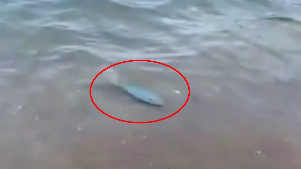 Antalya'daki Adrasan Sahili'nde balon balığı görüldü