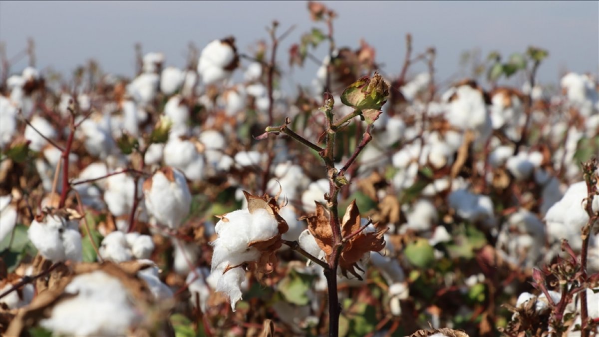 Adana'da pamuk hasadında ürün kaybına 427 lira para cezası