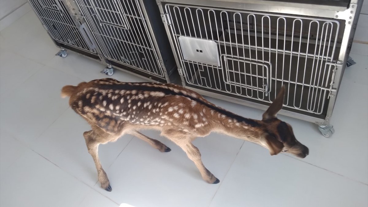 Afyonkarahisar’da köpeklerin saldırısına uğrayan geyik kurtarıldı