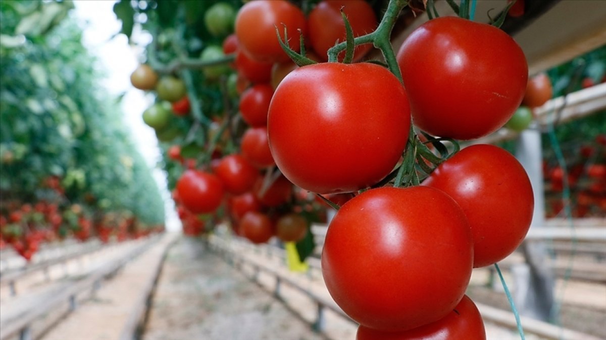Rusya'nın domates ithalat kotasını artırması sevindirdi