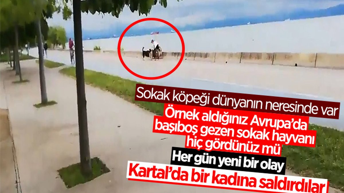 İstanbul'da sokak köpekleri bir kadına saldırdı