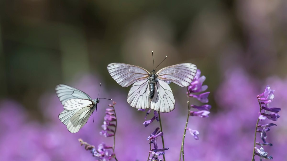 Konya'daki Beyşehir Gölü ve çevresinde 167 tür kelebek yaşıyor