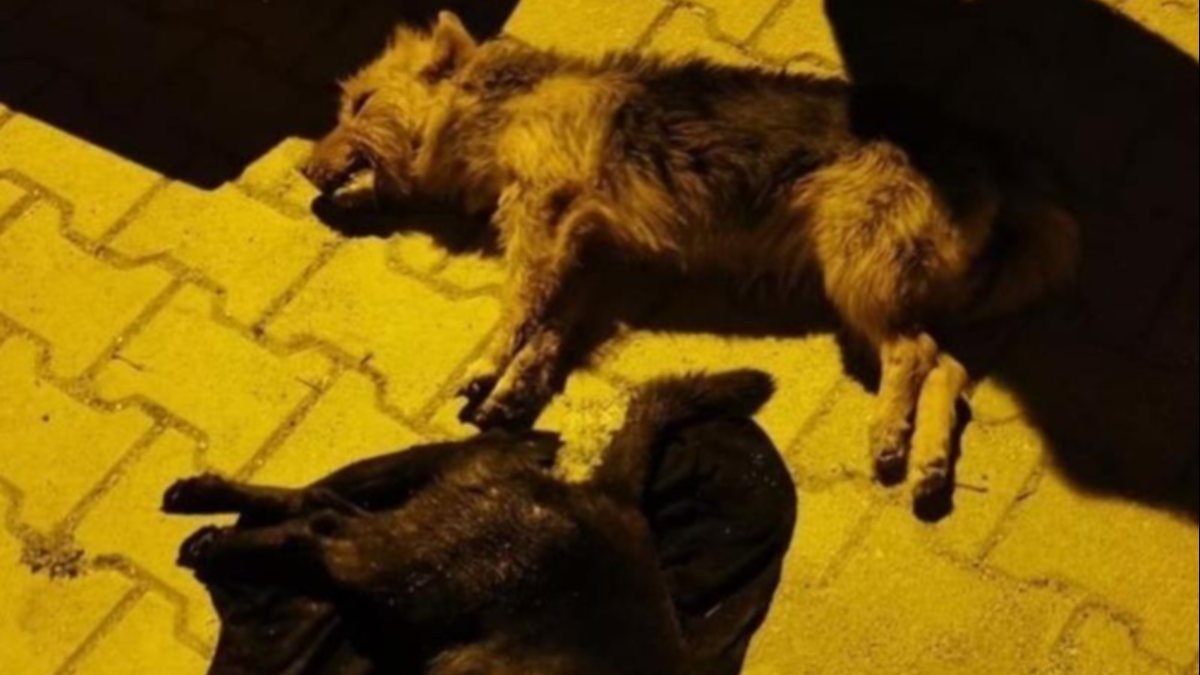 Hatay'da 5 köpek zehirlendi