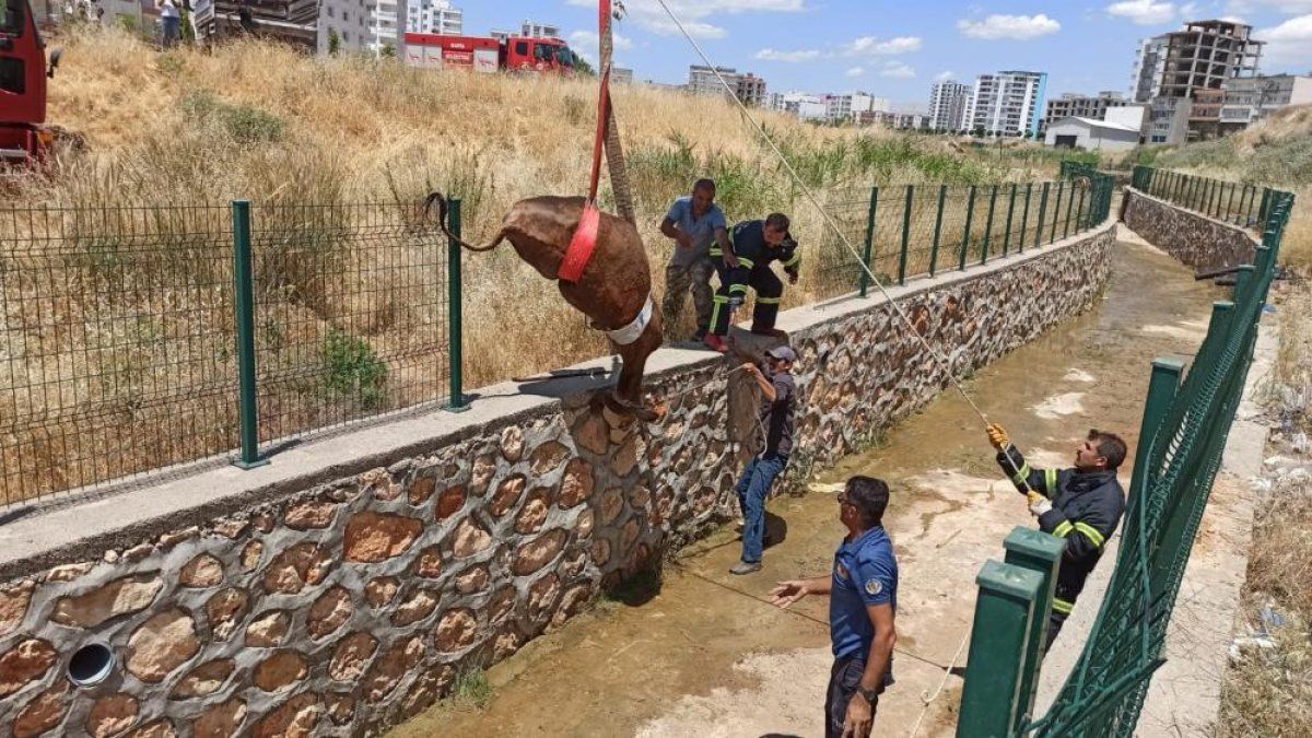 Adıyaman'da su kanalına düşen inek kurtarıldı