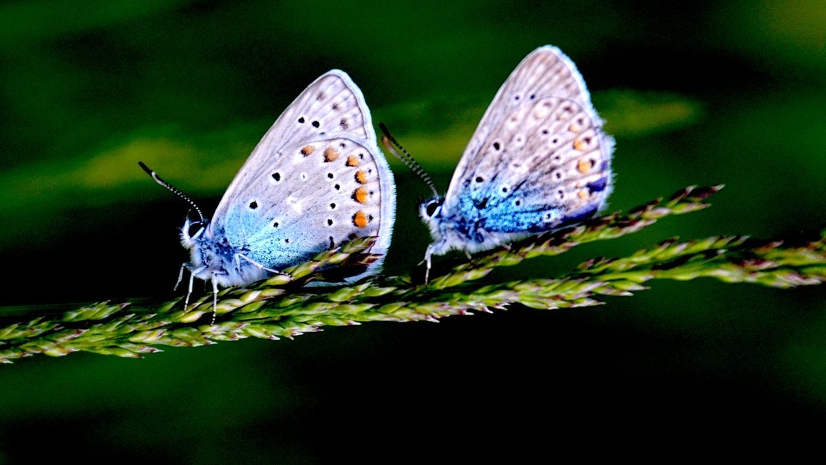 Sarıkamış'ta kelebeklerin renk cümbüşü