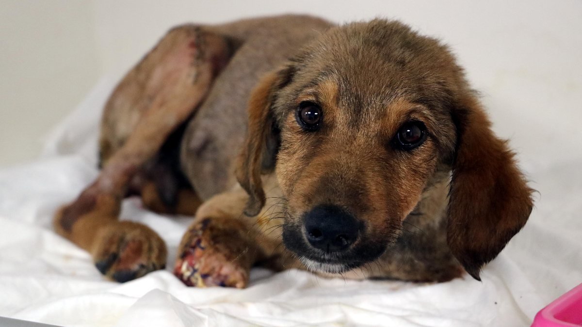 Zonguldak'ta darbedilen köpeğin ön bacakları kesildi