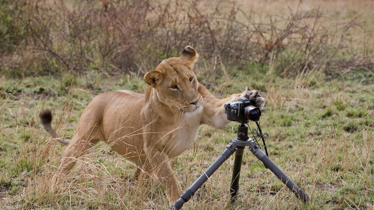 Tripod nedir