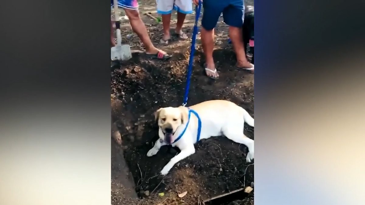 Filipinler’de bir köpek, ölen arkadaşının mezarını kazmaya çalıştı