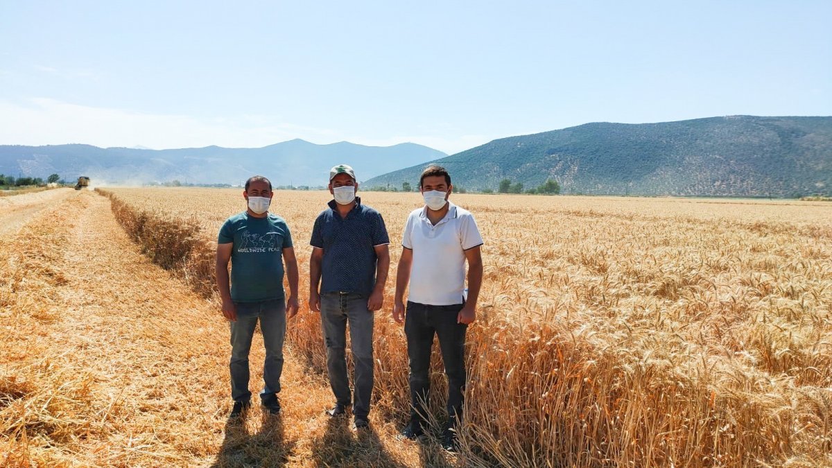 Buğday ve arpa üretimi Milas'ta üreticiyi sevindirdi