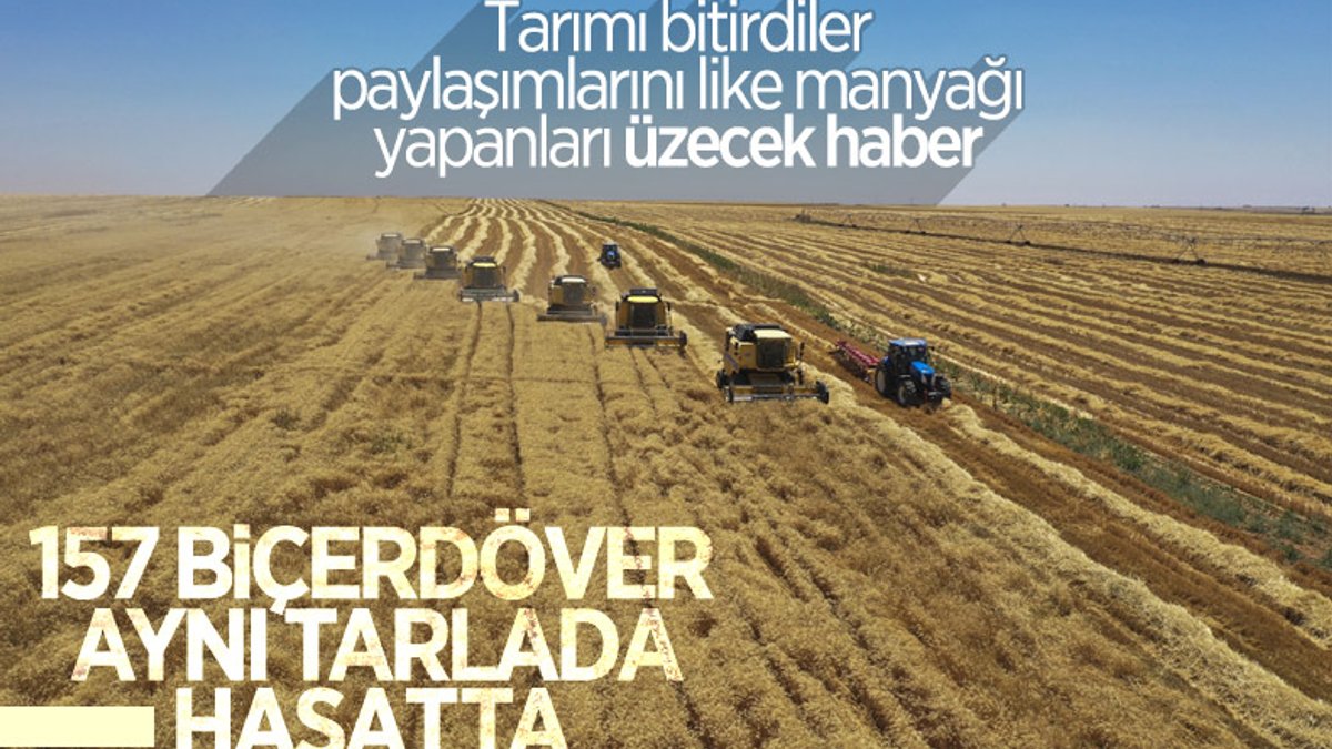 Türkiye'nin en büyük işletmesinde yerli tohumluk buğdayın hasadı