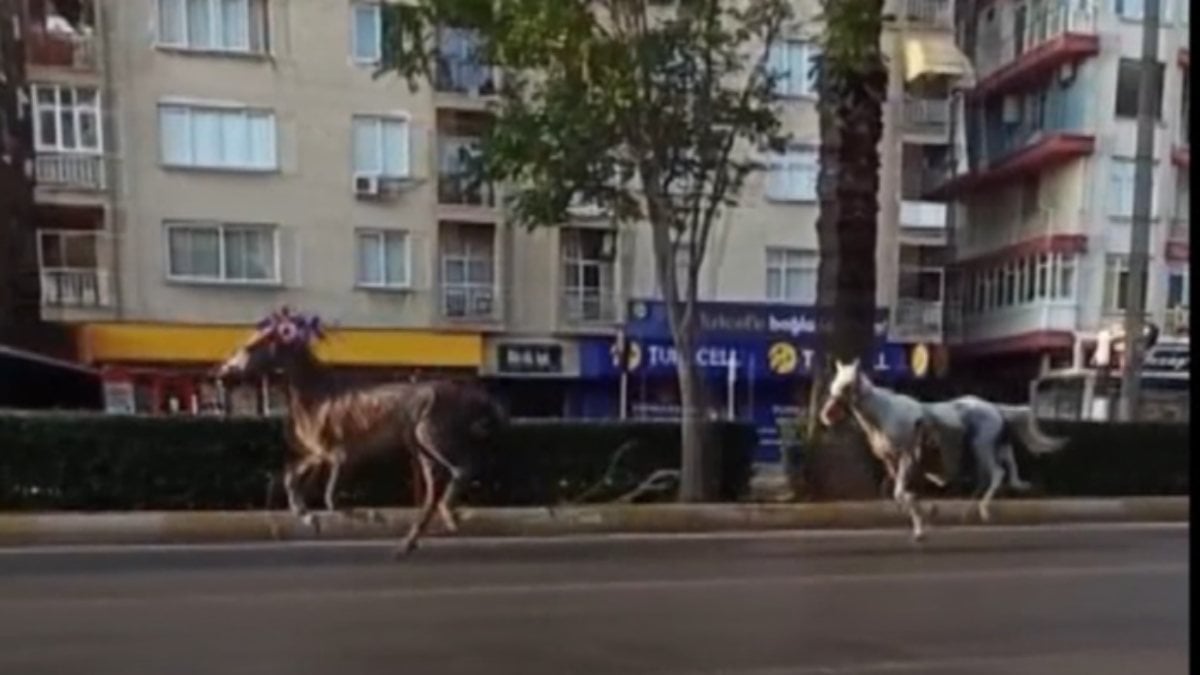 Mersin'de kısıtlamada, sokaklarda atlar turladı