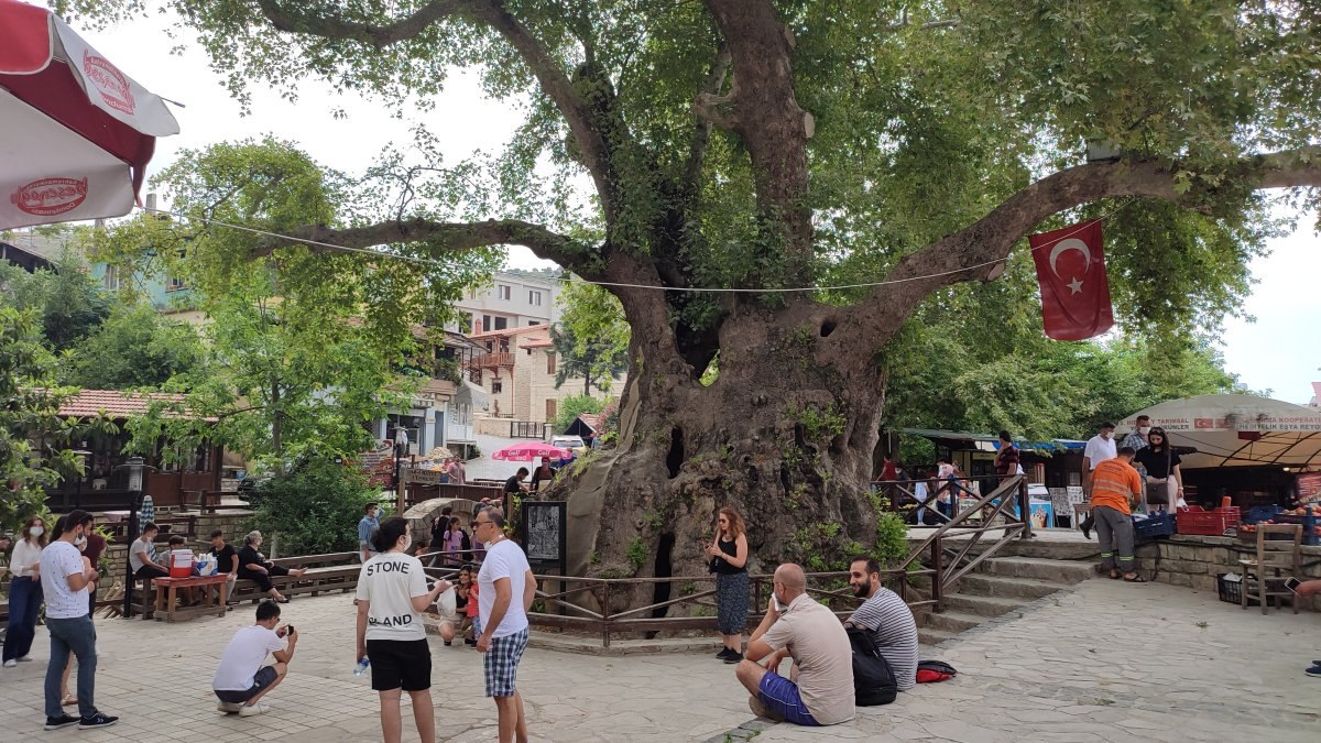 Hatay'da Musa Ağacı'na ziyaretçi akını