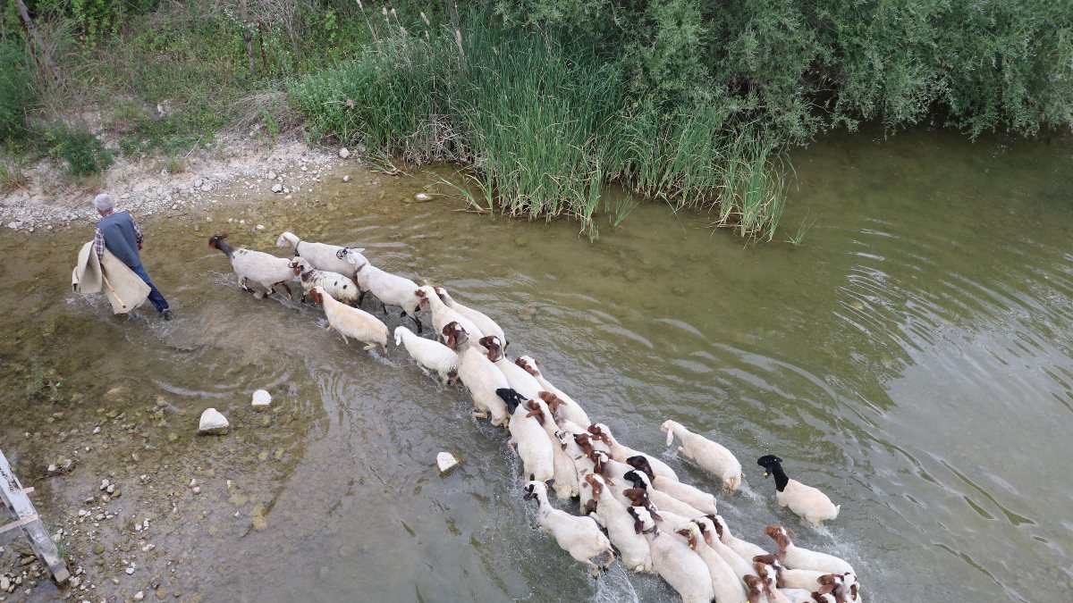Denizli'de 8 asırlık sudan koyun geçirme geleneği için barajdan destek verildi