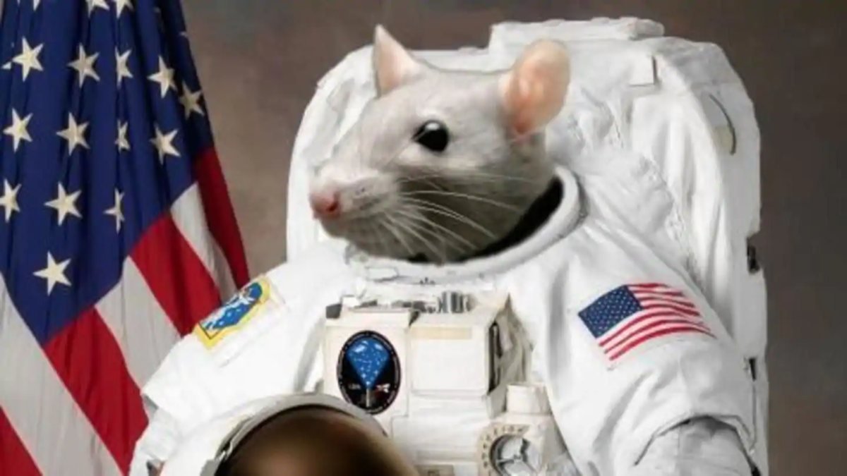 Uzayda saklanan fare spermlerinden yavru üretildi